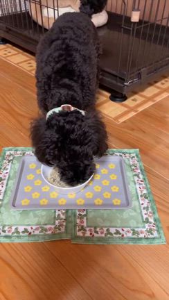 手作りご飯受講生のお写真〜手作りご飯のご案内〜の記事動画