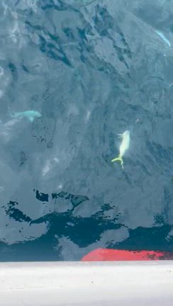 線状降水帯〜の❓の記事動画