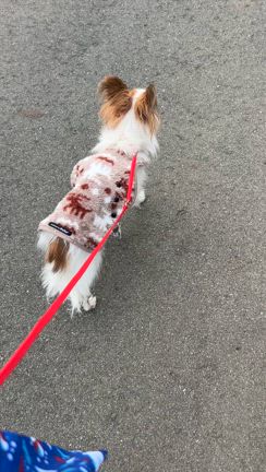 シニア犬腎不全末期の宣告から　奇跡がおきたの記事動画