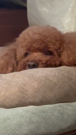 2024年ちゃんと生きてますよー！の記事動画