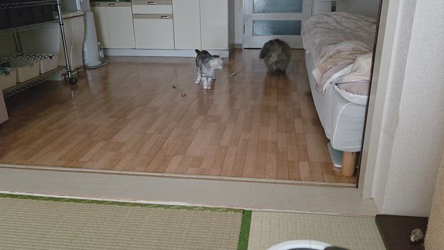 何気にゃいの記事動画