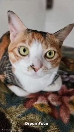 ふぅ～ホッとしています♡の記事動画