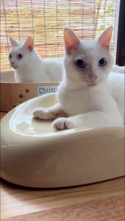 お盆ですね〜の記事動画