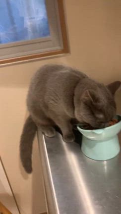 いつもありがとうの記事動画