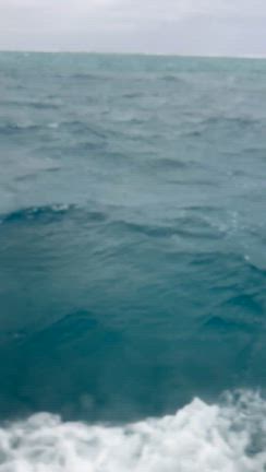 第30回やまねこマラソンの記事動画