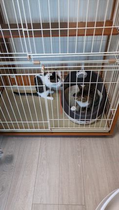 幸せ報告・呪術廻戦兄妹、トライアル！！の記事動画