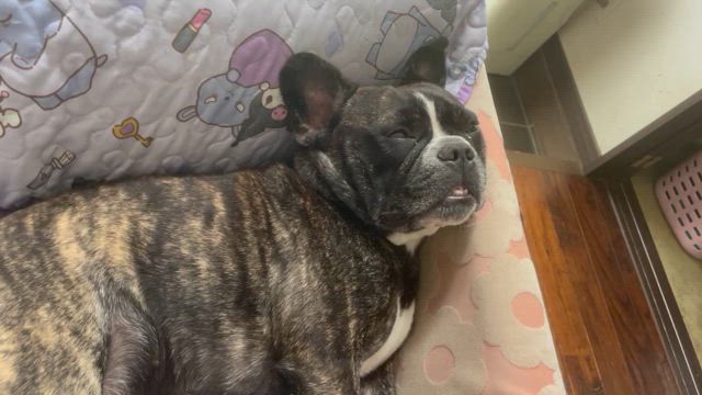 燃える男٩(ˊᗜˋ*)وの記事動画