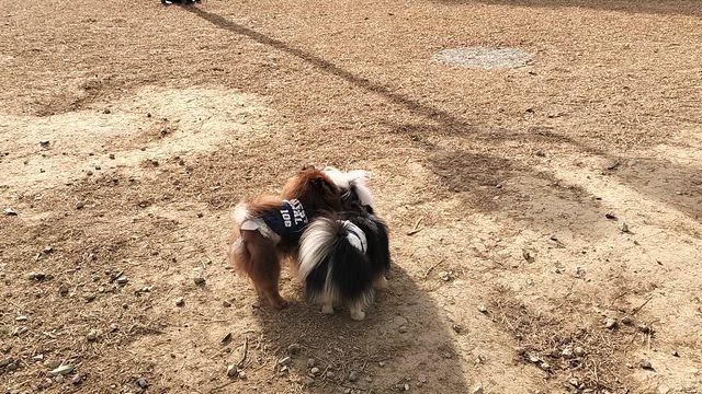 実家への記事動画