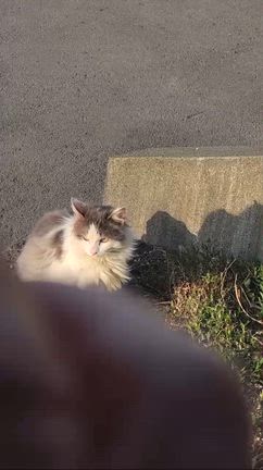 小樽市から「あいさつシリーズ」◆ベランダ♂もよろしくネ！の記事動画