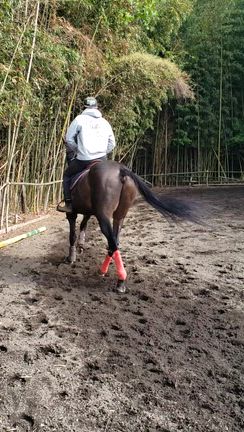 バンブーサ熊本から近い観光の記事動画