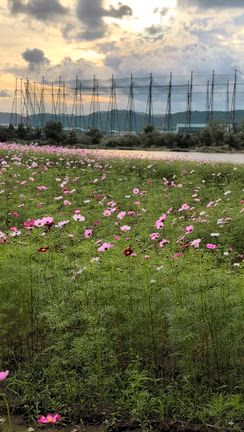 リバーサイド夢物語〜コスモス満開〜の記事動画