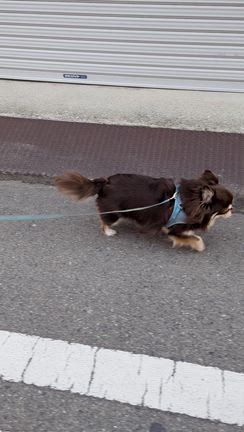 お散歩の記事動画