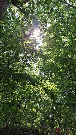 蝉時雨とミニ原画の記事動画