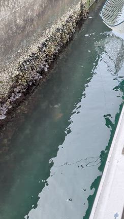 R8 秋田港ミズダコ便終了…の記事動画