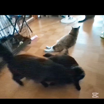 夜が涼しくなってきましたの記事動画