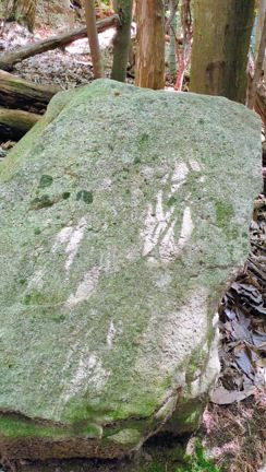 身近な美しいものの記事動画