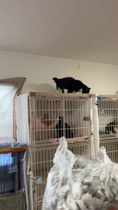 今日の推しニャン❤️ケム～番外編～の記事動画