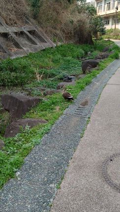 56／100   カモさん！の記事動画