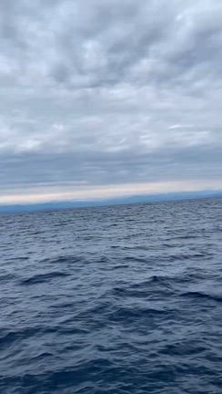 2025.10.20 第43回 雨も上がり出航　クジラにあえましたの記事動画