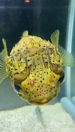 病に打ち勝つカメライダー高西の旅ブログ228日目！の記事動画