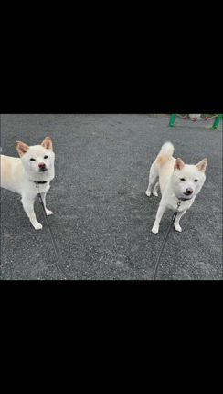 スナッフィくん、ピッツァくん　白柴犬兄弟の記事動画