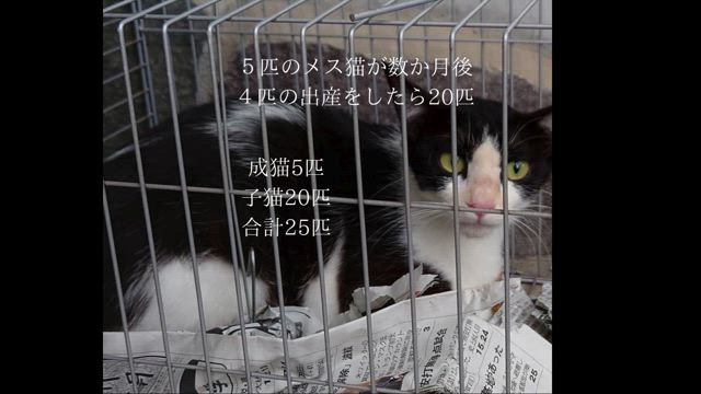 《気付いて下さい》遠賀郡岡垣町:まち猫コミュニティの記事動画
