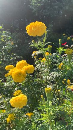東京の気の記事動画