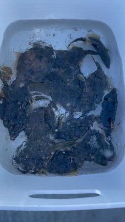 10月13日(月)『純粋カワハギ釣り』釣果の記事動画