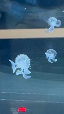 昨日はスカイツリーのすみだ水族館にの記事動画