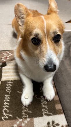 AJC2024の受付は6/10からですよの記事動画