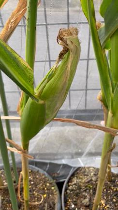 あー。。。欲張った結果、タイミング逃す⁈の記事動画