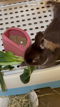 うさぎーず春の通院。の記事動画