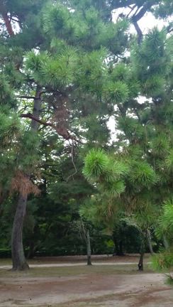 京都通いの記事動画