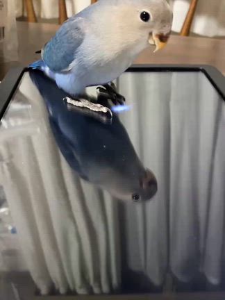 海くんの記事動画