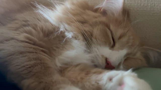 最近のミミちゃんの記事動画