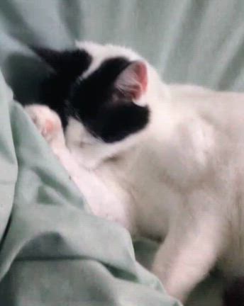 ミイナが恋しいの記事動画