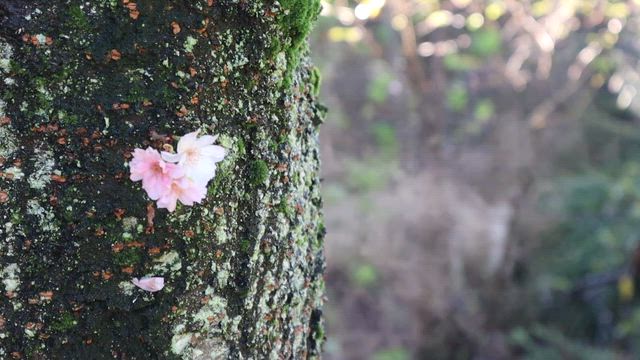 ウォーキング　哀愁のサギの記事動画