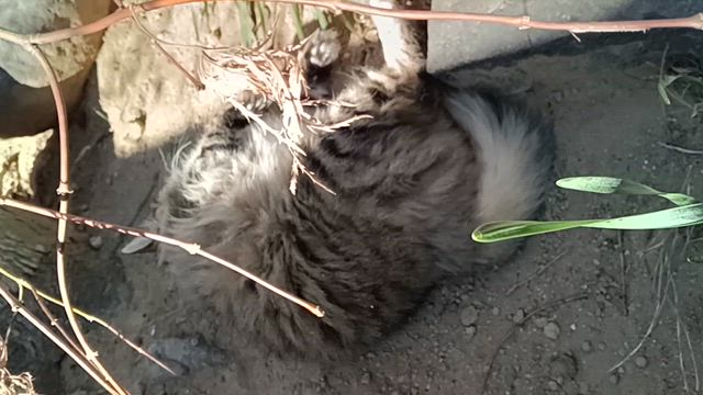 最近のトラとココの記事動画