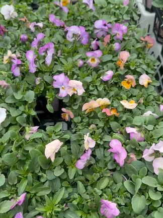 2026/02/26の記事動画