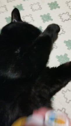 サリーちゃん♡7歳の記事動画