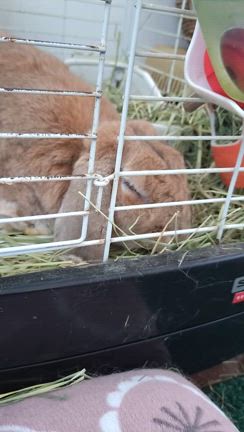 変わり種の記事動画