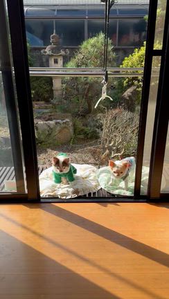 コタQ、日向ぼっこの記事動画