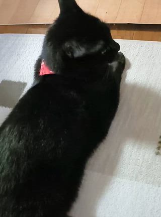 声の可愛さは誰にも負けないニャ！の記事動画