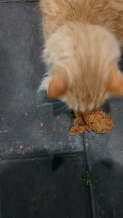 ポルトガル6日目の記事動画