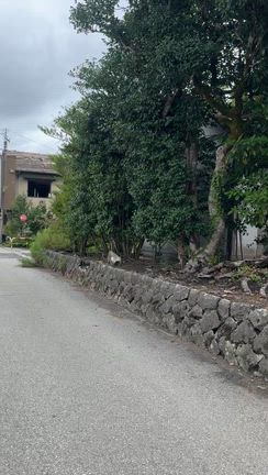 【能登】祭りは生命を活かすものの記事動画