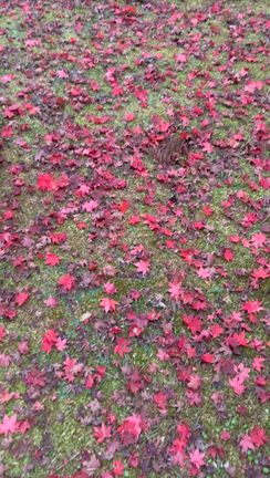 12月2日は熊野奉納舞の記事動画