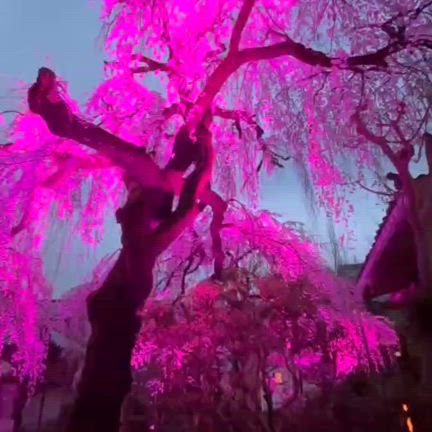 教室からの写真　/　成人式ご予約受付中の記事動画