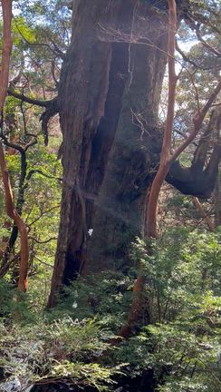 屋久島への記事動画