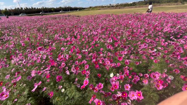 婦人科受診！いい結果♡の記事動画