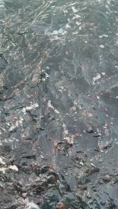 青物のエサやり動画！の記事動画